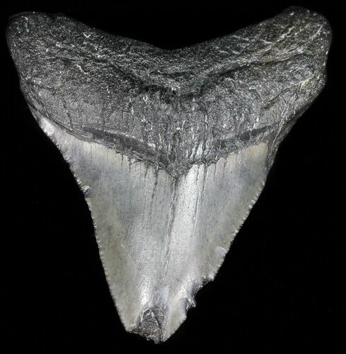 Juvenile Megalodon Tooth - South Carolina #52983